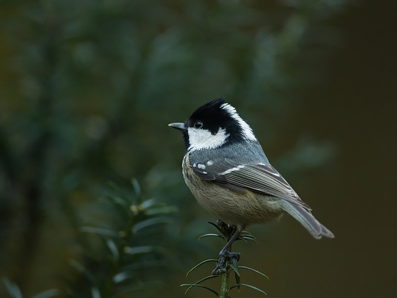 Parus ater Coal Tit Zwarte Mees